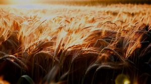 ДОЛГИЙ ПУТЬ, К СЧАСТЬЮ.