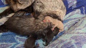 У лисы — лисята.