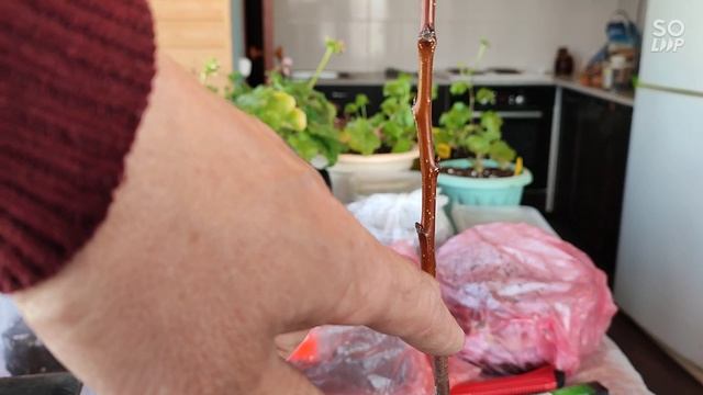 прививка плодовых деревьев. простой надёжный вариант