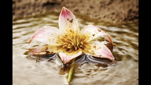 Притча о любви к природе