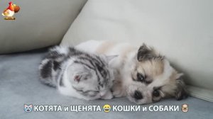 Котята и щенята 🐈🐶 Кошки и собаки 🤗 Про животных (7)
