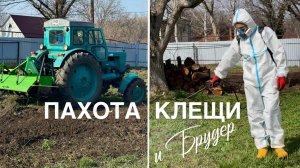 Вспахали огород, Победили клещей, Взялись за брудер!!