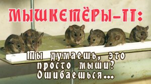 МЫШКЕТЁРЫ II - ТЫ ДУМАЕШЬ, ЭТО ПРОСТО МЫШИ? ОШИБАЕШЬСЯ…