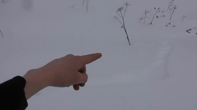 По следам волков.