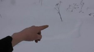 По следам волков.