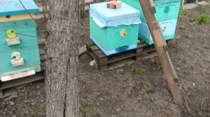 Сколько пчёл забрала зима