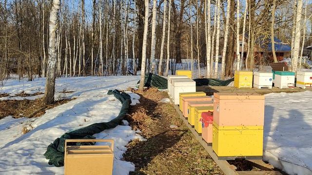 Сколько пчелиных семей перезимовало в 2026 году?