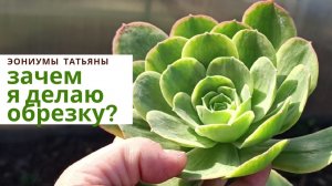 Зачем я делаю обрезку эониумов?