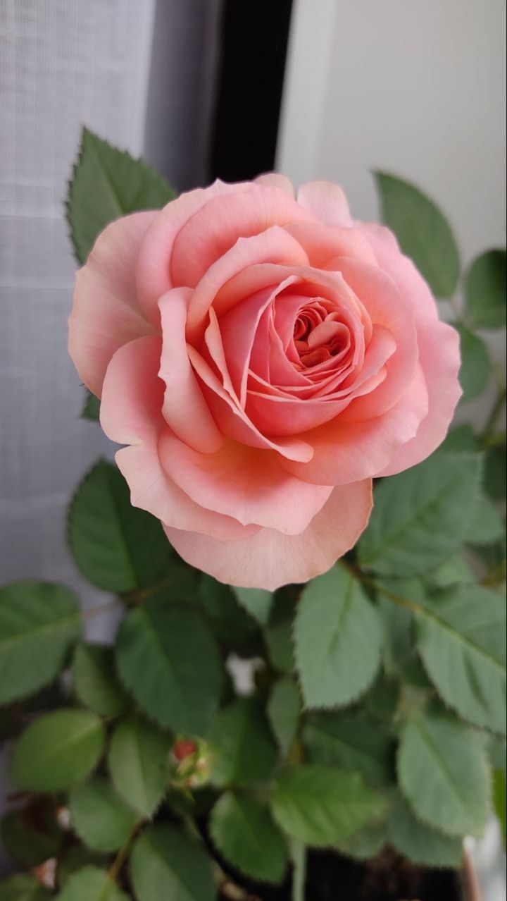 Розарий на окне