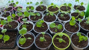 29.03.26 Рассада баклажанов.Мгновенный результат.