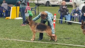 РАБОЧИЙ СУКИ / КЧК КРАСНОДАР 28 марта`26 З.Данильченко Моно немецких овчарок