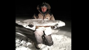 Рыбалка налима на стукалку на реке Лена в Якутии