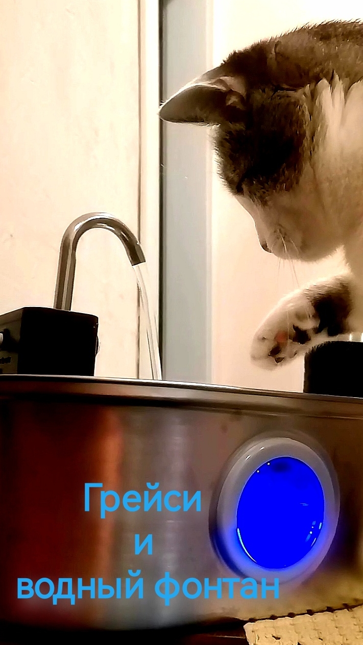 Кошка Грейси и водный фонтанчик