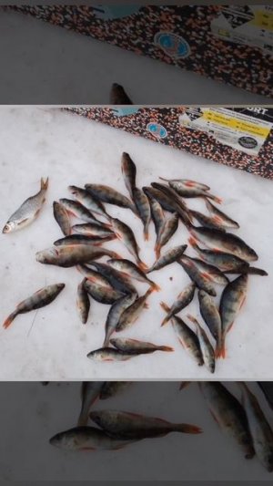 Сезон 2025-2026 по твердой воде закрыт!