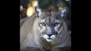 Говорящая Пума Talking Puma