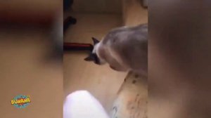 СМОТРЕТЬ ПРИКОЛЫ В ТИК ТОК  2026 ЧУДИКИ ИЗ ТИК ТОК   TikToks memes compilation смех угар ржака