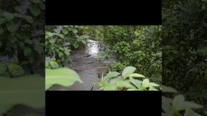 Лес Амазонки 4 часов Успокаивающее Видео 2к 1 из 6 / Amazon Forest 4 Hours Calming Video 2k 1 of 6