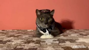 Если бы котики ходили в школу-Пранки над учиниками на хэллуин