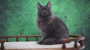 Osbourne 7 месяцев