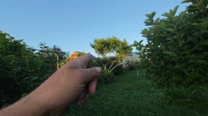 летняя прогулка по саду 

краснодарский край Белореченский район 
байки слепого садовника