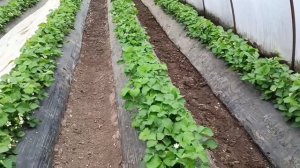 Выращивание клубники в Адыгее, массовое цветение, сорта Клери и Азия.