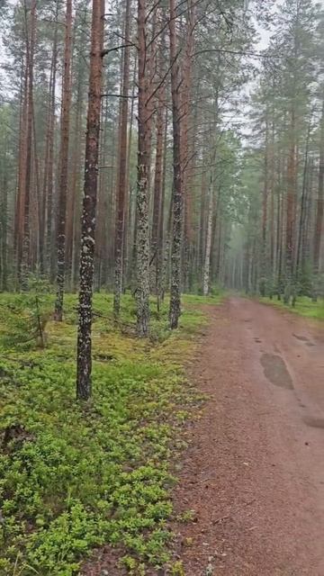 Карелия. Питкяранта. Медвежьегорск. Karjala. Pitkyaranta. Medvezhyegorsk