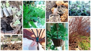 Томаты растут. Рассада. Пересадила папортники и хойи. Реанимация штамба. Обстановка в теплице.