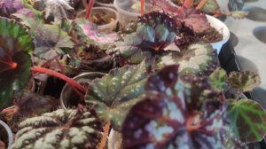 Излишки бегонии на 29.03.26.