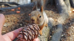 Белки. Небольшая подборка за неделю