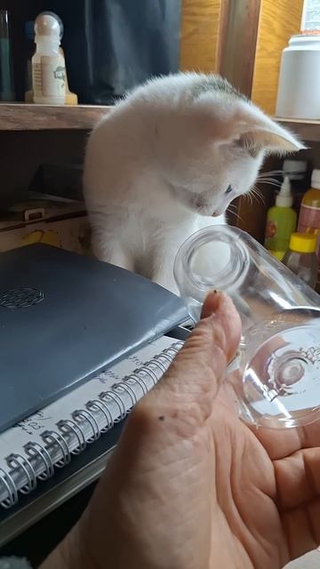 Одобряет….🤩🖐👍 #котики # силя