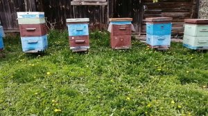 Моя двухкорпусная система пчеловождения #пчеловодство