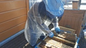 Весенняя ревизия пчел.