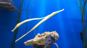 гуляем по Мосвариуму и окрестностям 🐋🐳🐬🐟