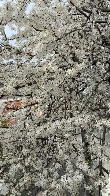 🎉Симорон🍀☀️Исполни своё желание на Пасху!🌟