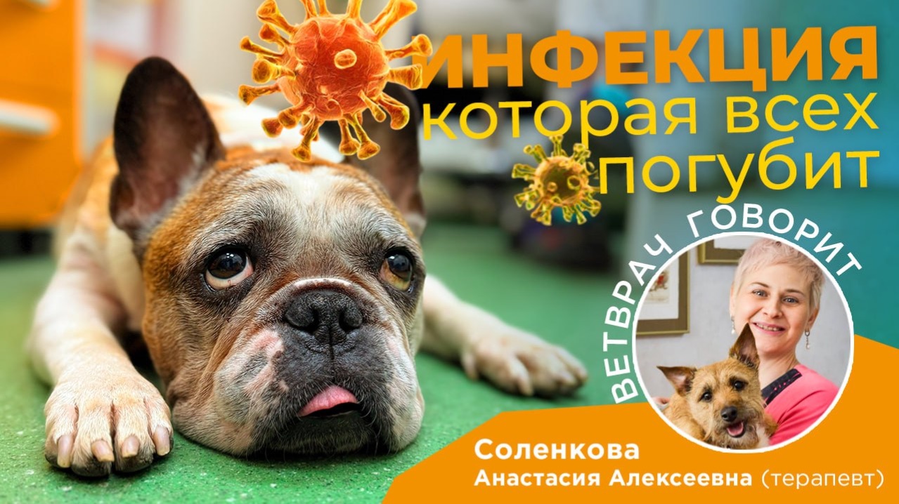 Суперинфекция