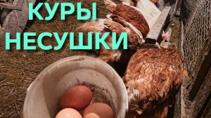 Жизнь в деревне Куры несушки Вечерний сбор яиц