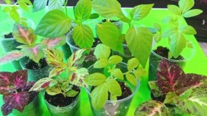 Лунный посевной календарь на апрель 2026 г.