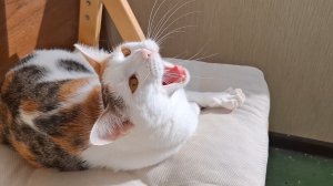 Зиму дома просидели, теперь никак не нагулятся #влог #блог #весна