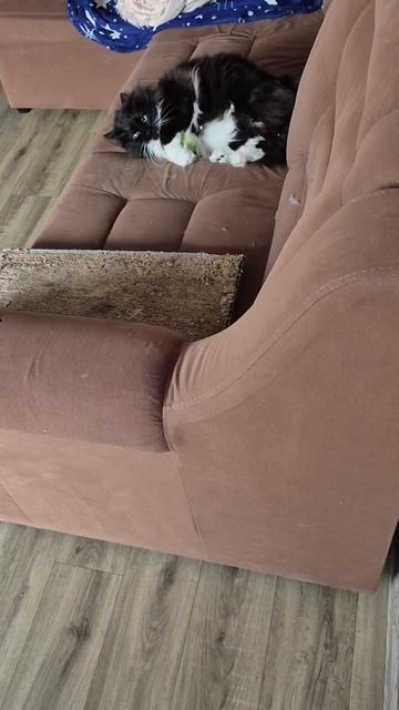 Когда играешь слишком увлечённо: кот, теннисный мячик и полёт с дивана