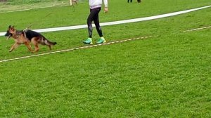 ЩЕНКИ СУКИ / КЧК КРАСНОДАР 28 марта`26 З.Данильченко Моно немецких овчарок