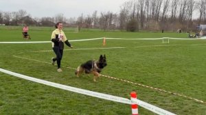 1 Отл. КЧК Баларис ЧЕЗЗА +++ №59. КРАСНОДАР 28 марта`26 Моно немецких овчарок