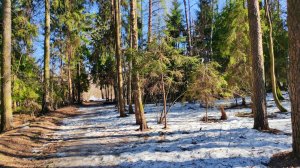 ПТИЦЫ, СОЛНЦЕ И РУЧЬИ...