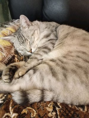 Стрим Рутуб 29.03.2026