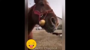 Отборные ржачные приколы для взрослых! BEST HUMOR ! 2026