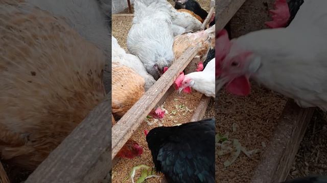 Весна в Новом–скворцы прилетели!🐦Хлопоты по хозяйству и по дому🏡Новые колеусы🌿Ждём цыплят🐣