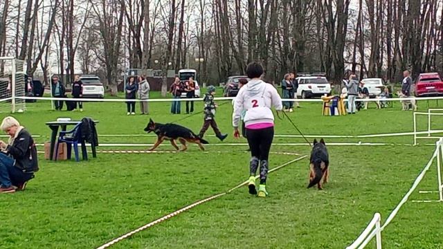 БЕБИ КОБЕЛИ / КЧК КРАСНОДАР 28 марта`26 З.Данильченко Моно немецких овчарок