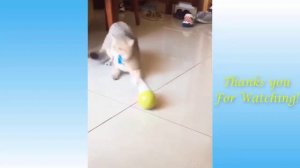 Cute Pets And Funny Animals Compilation   Pets Garden 2026