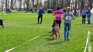 ЮНИОРЫ КОБЕЛИ / КЧК КРАСНОДАР 28 марта`26 З.Данильченко Моно немецких овчарок