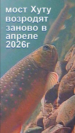 #Хуту_сМайны_как_изБочки💥 #МостХуту