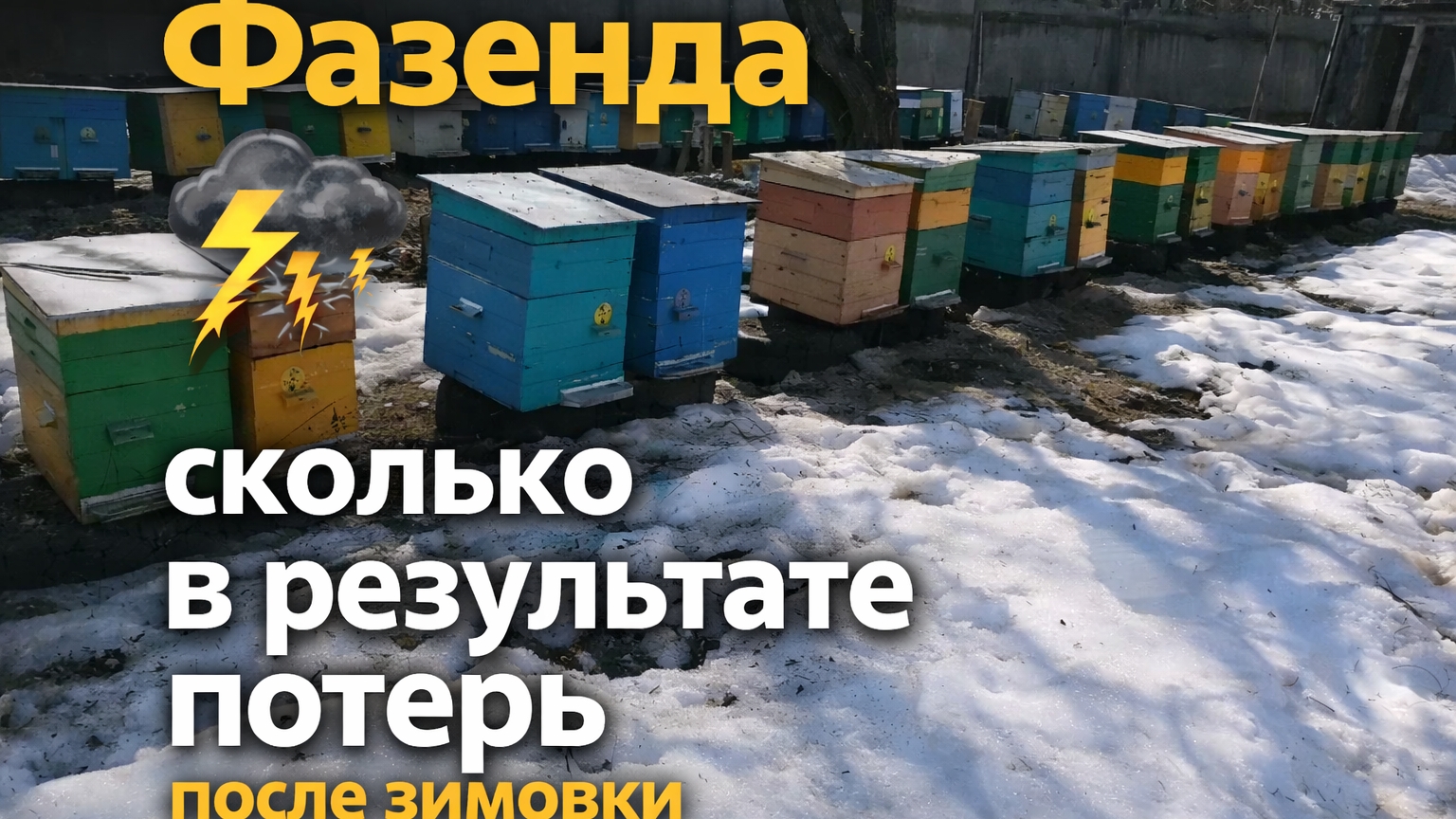 Фазенда. Сколько в результате потерь после зимовки